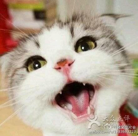 娱乐吃瓜君 折耳猫